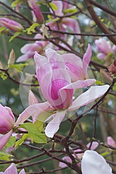 Daybreak magnolia flowers