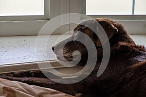 Daydreaming and relaxing, chocolate labrador retriever lays on his bed in his home