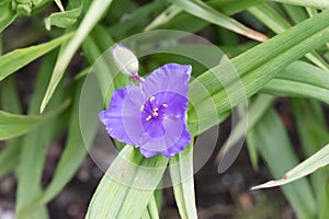 Dayflower Tradescantia andersoniana Concord Grape, purple flower and bud