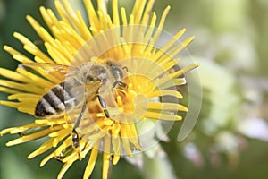 Daylight. bee closeup on dandelion. have toning. shallow depth of cut