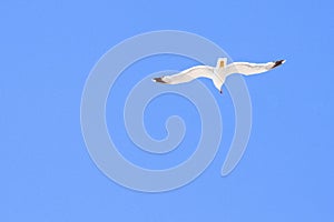 Daylight closeup view to seagull flying in the sky