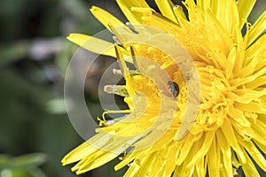 Daylight. dandelion. have toning. shallow depth of field