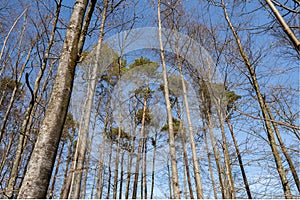 Daylight forest trees with a blue sky