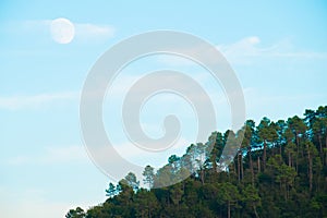 Daylight Moon Over Pine Ridge