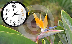 Daylight Saving Time. DST. Wall Clock going to winter time. Turn time forward photo