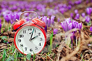 Daylight saving time reminder. Spring natural background with first flowers. Blooming crocus flowers