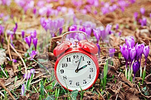 Daylight saving time reminder. Spring natural background with first flowers. Blooming crocus flowers. Classic alarm clock over