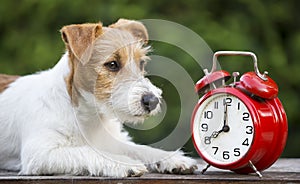 Daylight savings, manage time, cute puppy with a red retro alarm clock