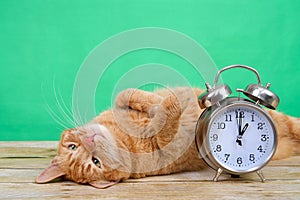 Daylight Savings Tabby cat laying upside down