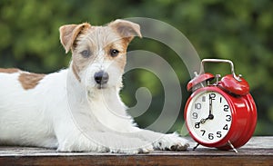 Daylight savings time banner, cute puppy looking with a red retro alarm clock