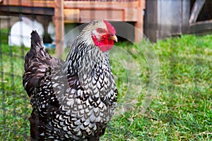 Daylight View of Patterned Chicken in Rural Tennessee Coop