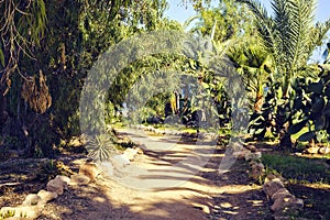 Daylight view to alley with green trees and plants on sides