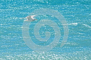 Daylight view to seagull flying over azur sea in Cannes, France