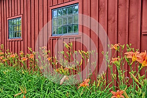 Daylilies