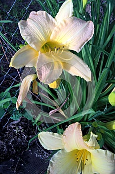 Daylilies