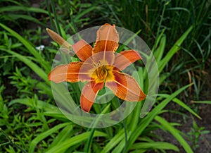 Daylilies blooming with orange flowers - Hemerocallis, in the summer garden