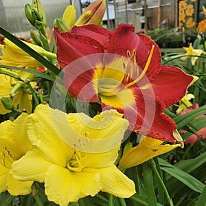 Daylilies daylily yellow red beautiful