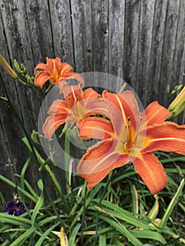 Daylilies growing by a fence