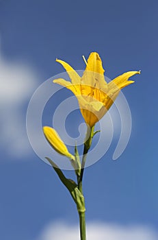 Daylilies (Hemerocallis)