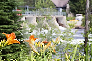 Daylilies in the parks at the Baysville dam