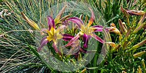 Daylilies spiders, summer garden