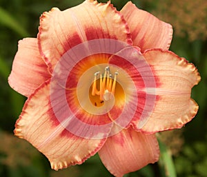 Daylilly