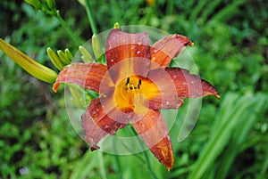 DayLilly Red Orange and Yellow