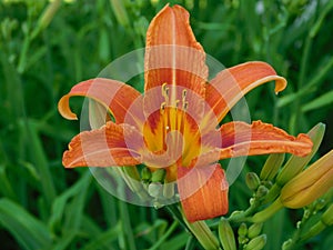 The Daylilly that wakes and sleeps