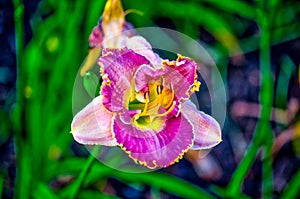 Daylily