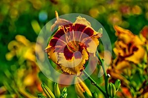 Daylily