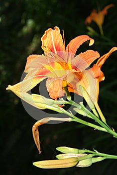 Daylily