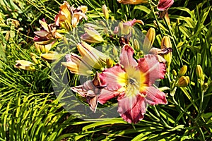 Daylily blooms