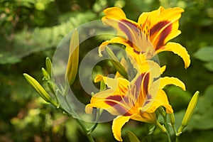 Daylily Bonanza Flower