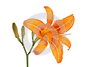 Daylily with bud isolated photo