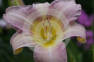 Daylily `Catherine Woodbery` close up on dark garden background