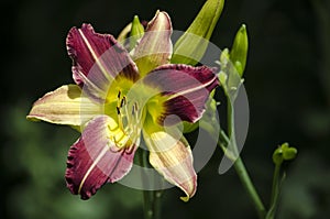 Daylily