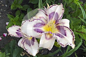 Daylily `Destined to see` flowers.