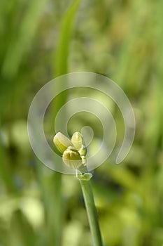 Daylily Elaine Strutt