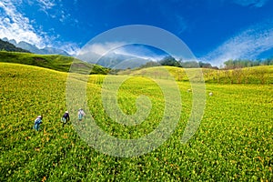 Daylily field in the mountain