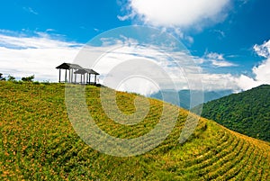 Daylily field in the mountain