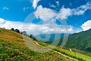 Daylily field in the mountain