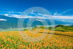 Daylily field in the mountain photo