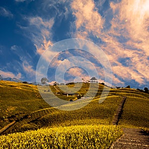 Daylily field in the mountain with beautiful cloud