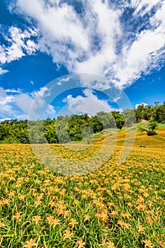 Daylily flower Blooming at sixty Stone MountainLioushihdan Mountain in Hualien