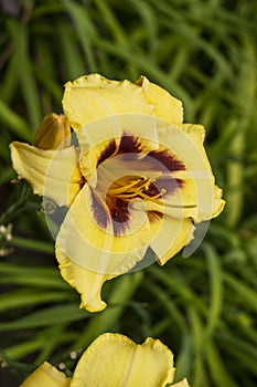 Daylily, flower in the garden, decorativel plant