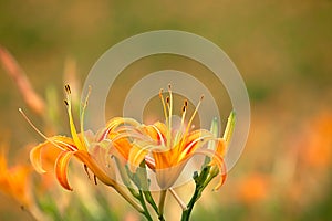 Daylily flower at sixty stone mountatin