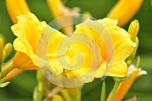 Daylily flowers photo