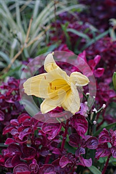 Daylily flowers