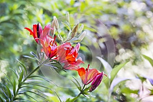 Daylily Flowers