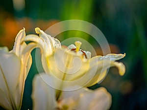 Daylily flowers after rain on the plot, illuminated by the sun.